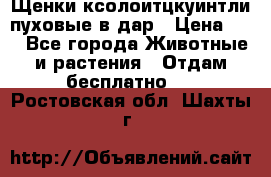 Щенки ксолоитцкуинтли пуховые в дар › Цена ­ 1 - Все города Животные и растения » Отдам бесплатно   . Ростовская обл.,Шахты г.